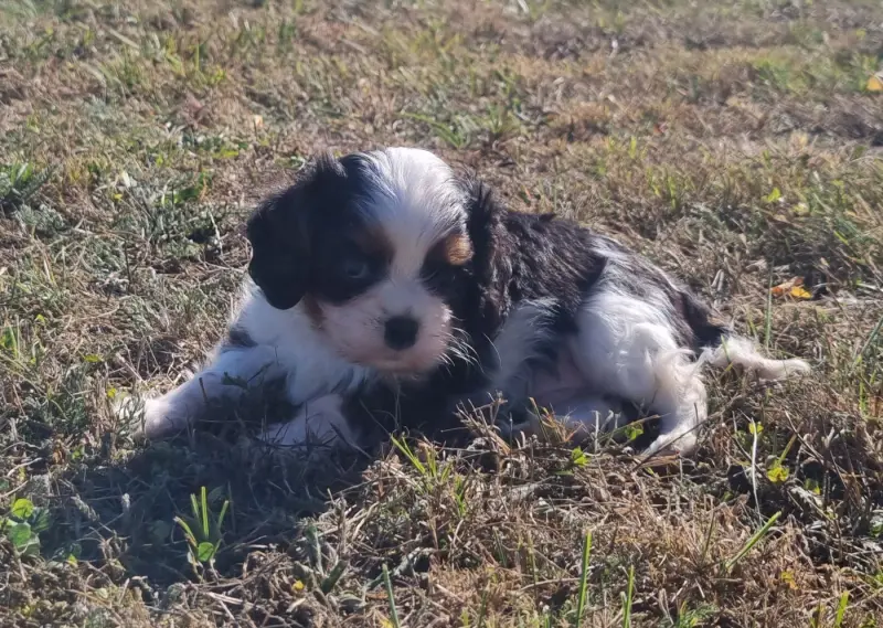 Portée de Cavalier King Charles, élevage Des Jardins de Vesco