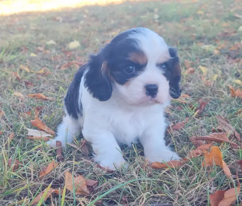 Portée de Cavalier King Charles, élevage Des Jardins de Vesco