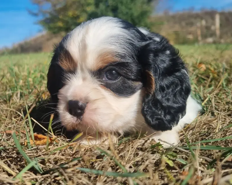 Femelle tricolore, Cavalier King Charles, élevage Des Jardins de Vesco