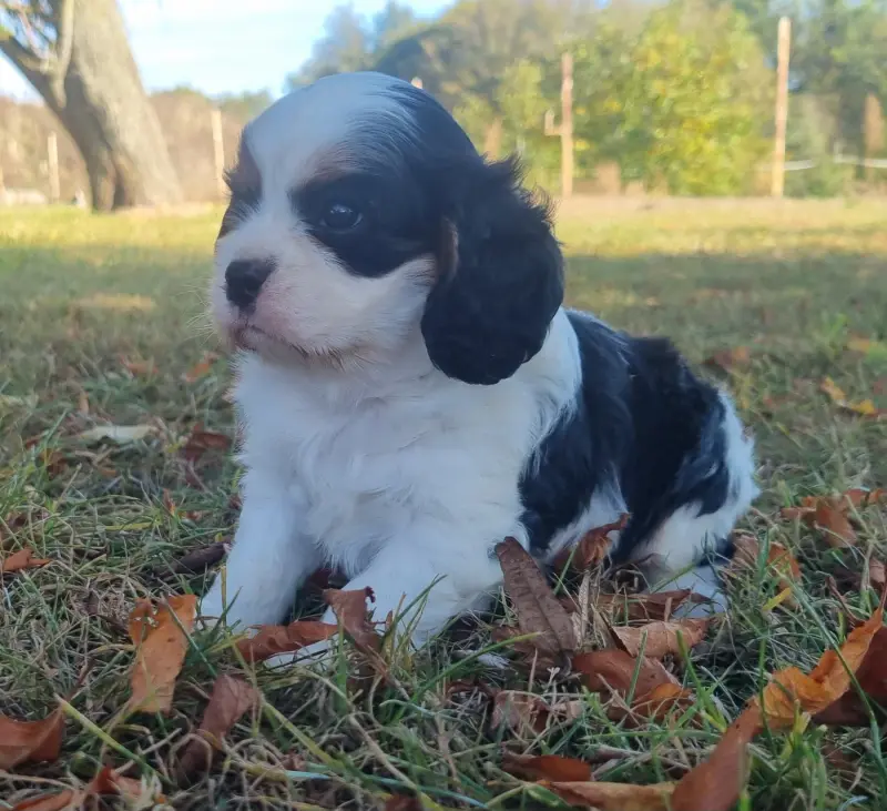 Portée de Cavalier King Charles, élevage Des Jardins de Vesco