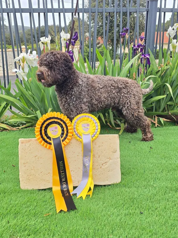 Portée de Lagotto romagnolo, élevage Des Semeurs de Reves