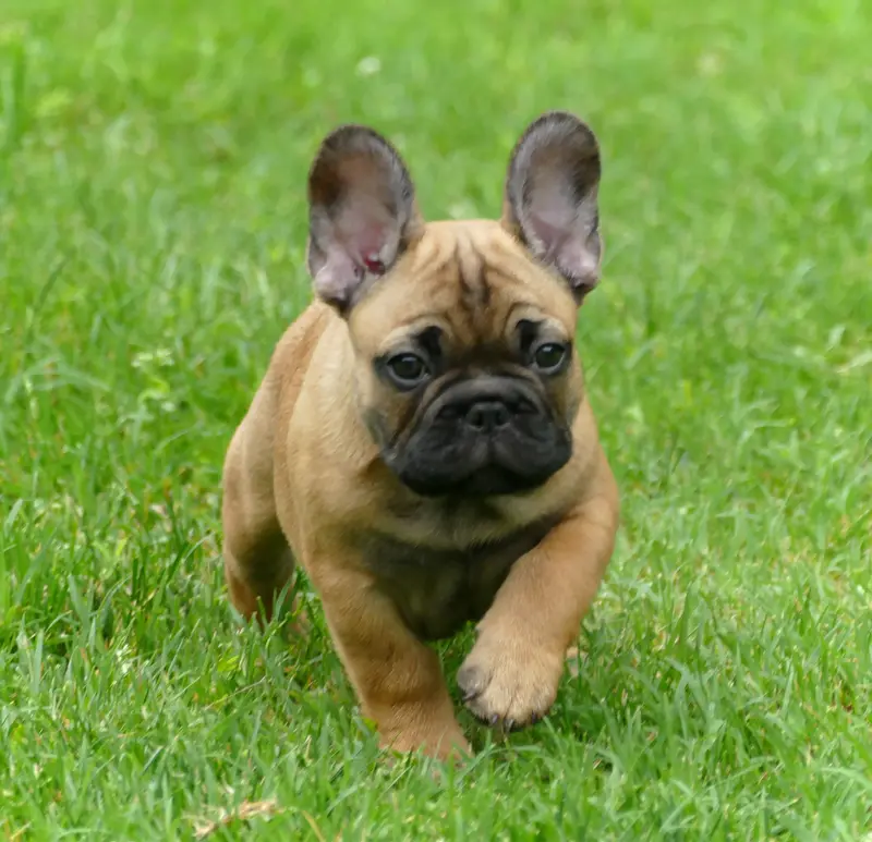 Père de la portée de Bouledogue français, élevage Des Roseaux de Nikaya