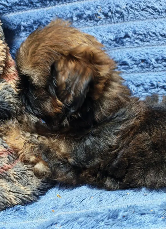 Portée de Shih tzu, élevage De la Foret Chateau Charles