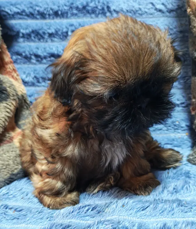 Collier rose, Shih tzu, élevage De la Foret Chateau Charles