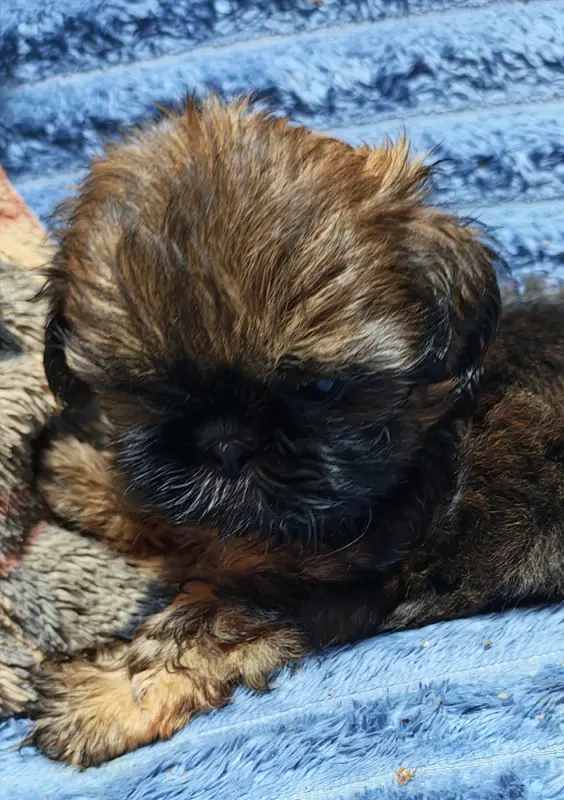Portée de Shih tzu, élevage De la Foret Chateau Charles