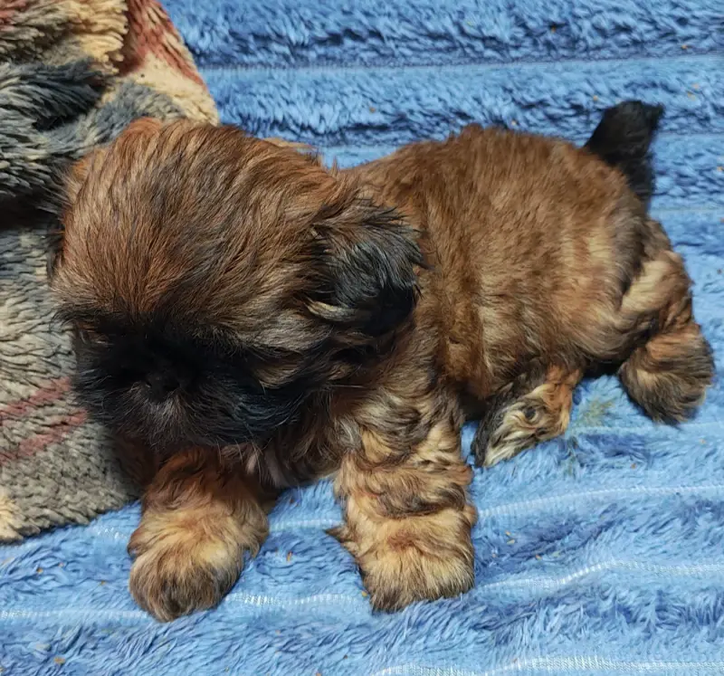 Portée de Shih tzu, élevage De la Foret Chateau Charles