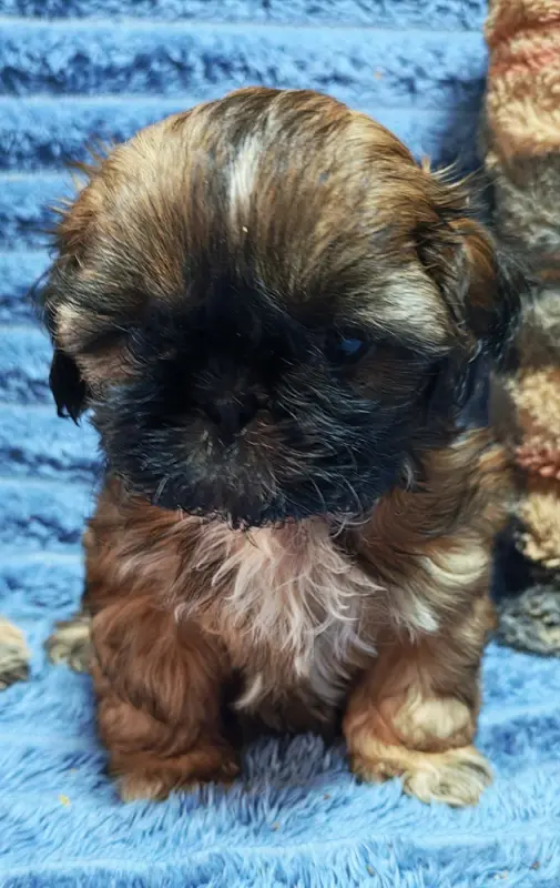 Collier orange, Shih tzu, élevage De la Foret Chateau Charles