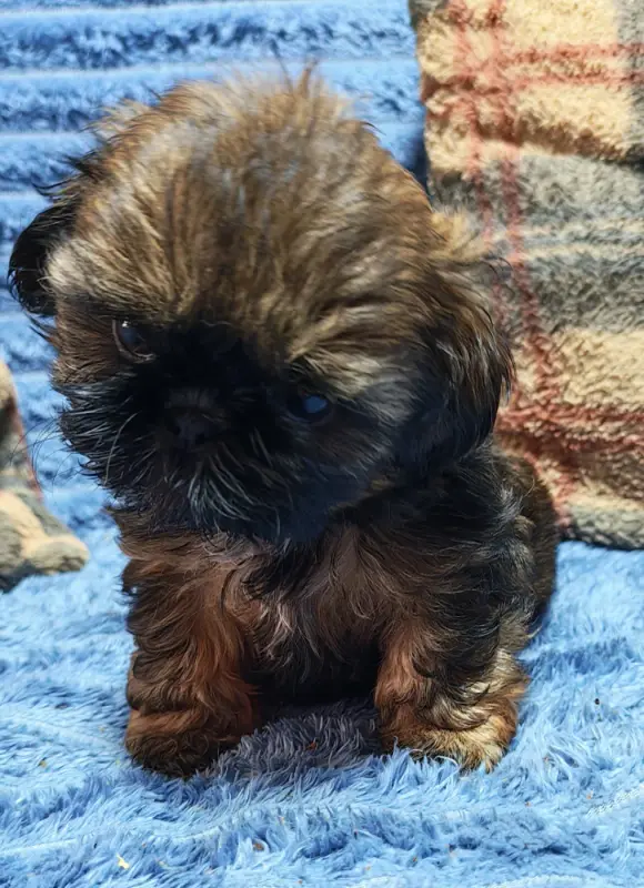 Collier violet, Shih tzu, élevage De la Foret Chateau Charles