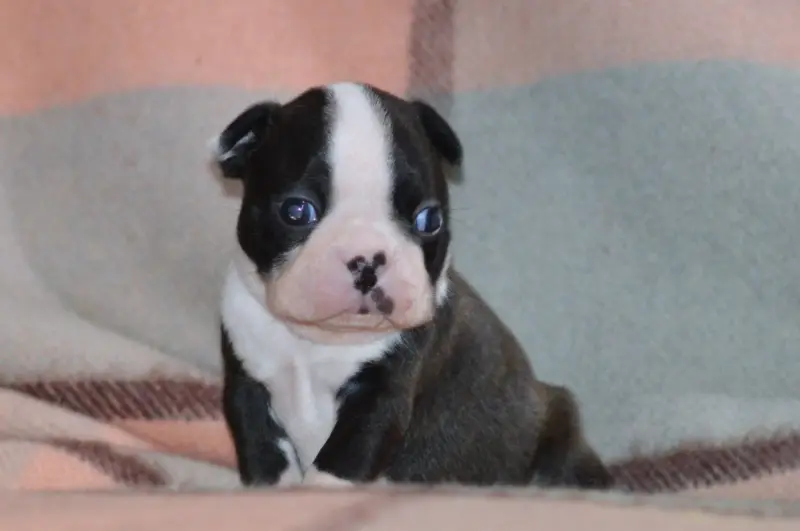 Portée de Boston terrier, élevage De la Colline aux Crocs d'Or