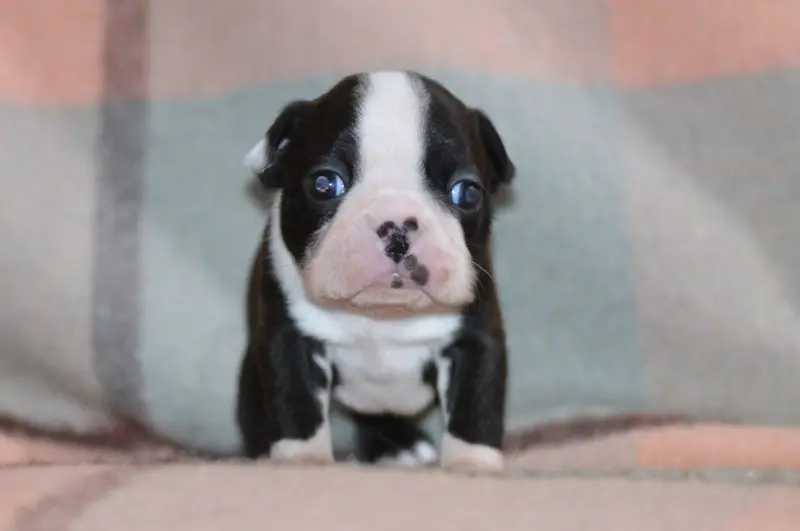 Portée de Boston terrier, élevage De la Colline aux Crocs d'Or