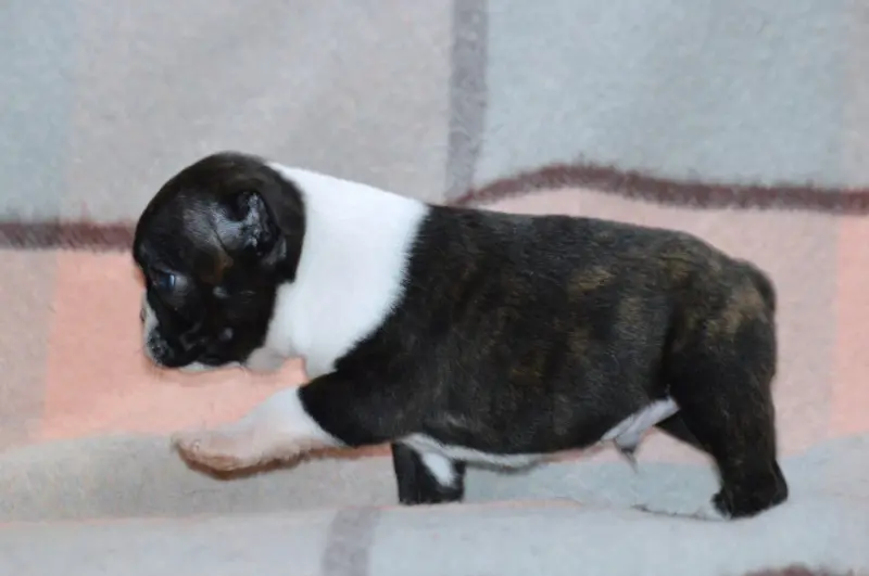 Portée de Boston terrier, élevage De la Colline aux Crocs d'Or