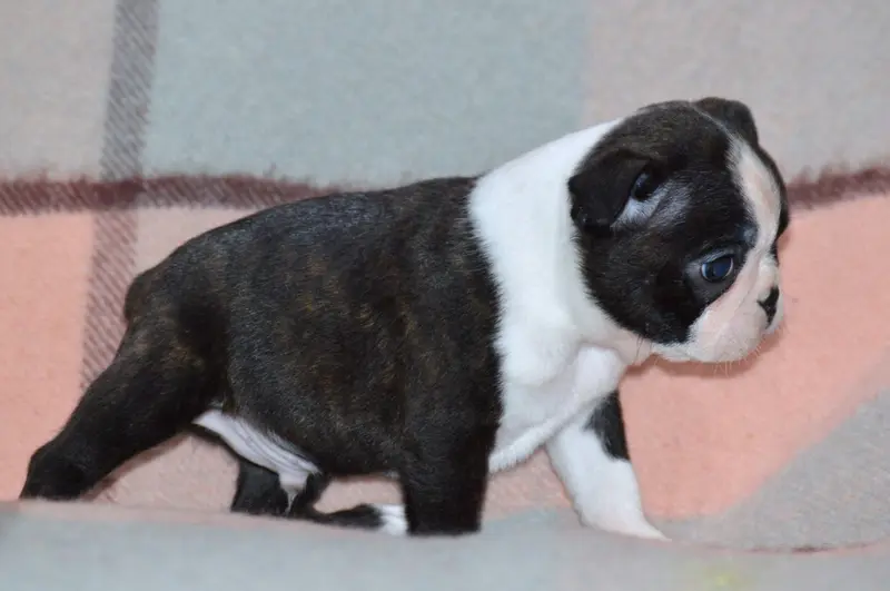 Portée de Boston terrier, élevage De la Colline aux Crocs d'Or