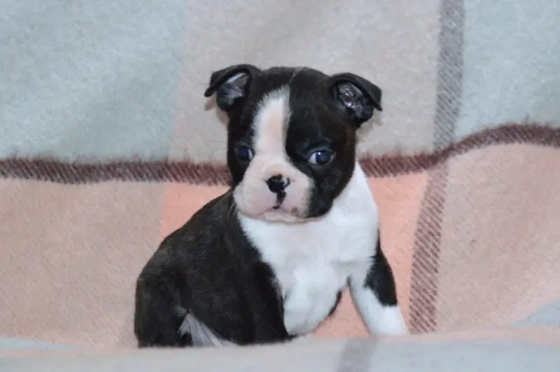 Portée de Boston terrier, élevage De la Colline aux Crocs d'Or
