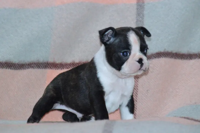 Portée de Boston terrier, élevage De la Colline aux Crocs d'Or