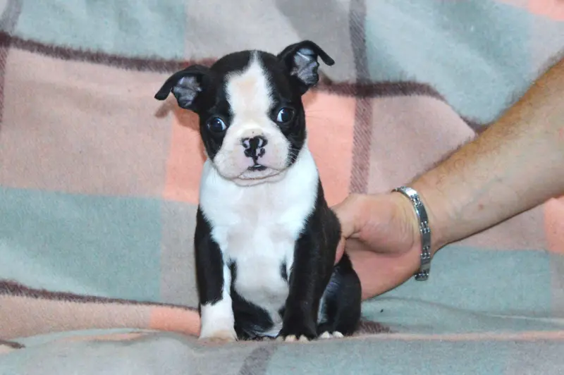 Chiot, Boston terrier, élevage De la Colline aux Crocs d'Or