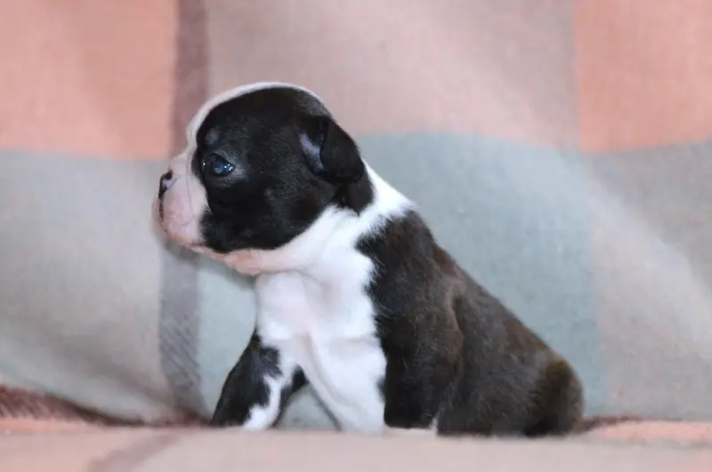 Portée de Boston terrier, élevage De la Colline aux Crocs d'Or