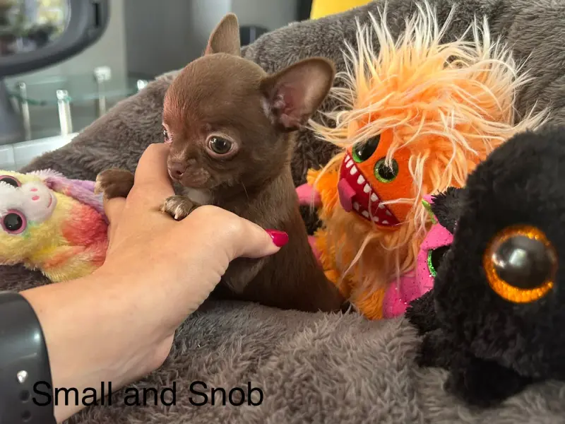 Portée de Chihuahua, élevage Small and Snob