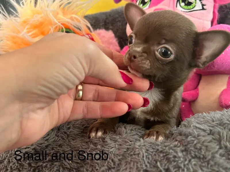 Miniature Choco, Chihuahua, élevage Small and Snob