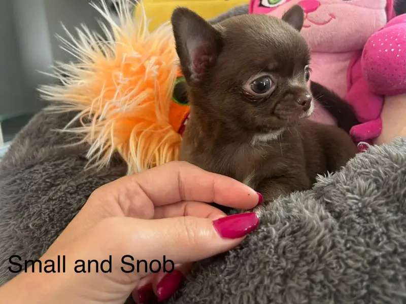 Petit Bonhomme choco, Chihuahua, élevage Small and Snob