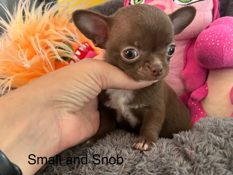 Portée de Chihuahua, élevage Small and Snob