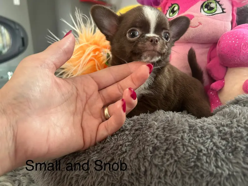 Petit Bonhomme choco, Chihuahua, élevage Small and Snob
