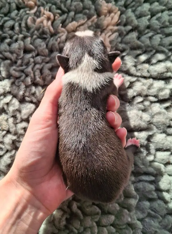 Portée de Boston terrier, élevage De l'Elite du Kevezer