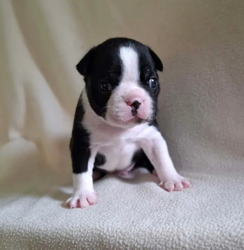 Portée de Boston terrier, élevage De l'Elite du Kevezer