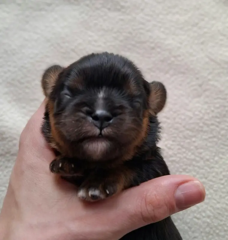 Chiot, Cavalier King Charles, élevage De l'Elite du Kevezer