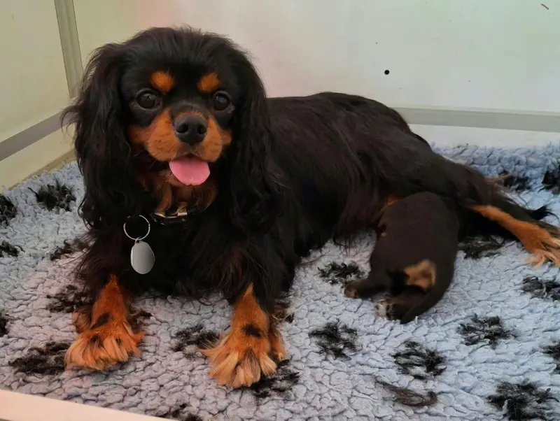 Portée de Cavalier King Charles, élevage De l'Elite du Kevezer