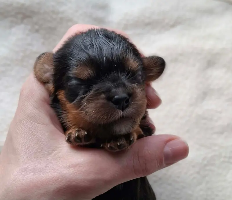 Chiot, Cavalier King Charles, élevage De l'Elite du Kevezer