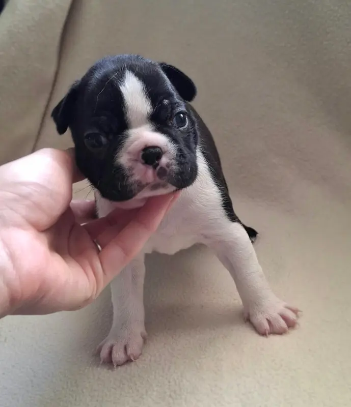 Portée de Boston terrier, élevage De l'Elite du Kevezer