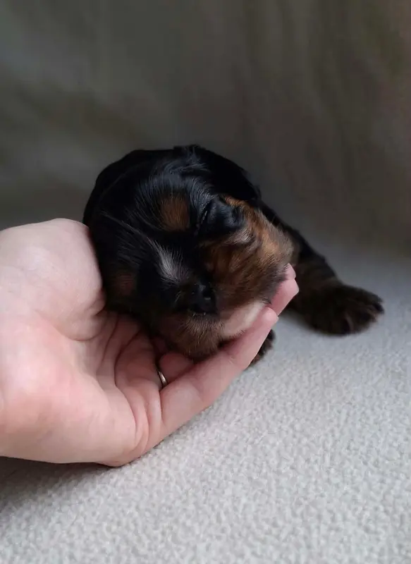 Portée de Cavalier King Charles, élevage De l'Elite du Kevezer