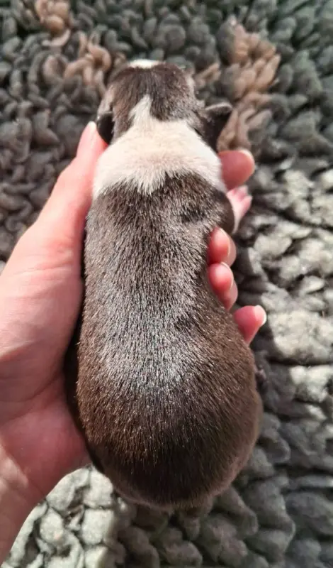Portée de Boston terrier, élevage De l'Elite du Kevezer