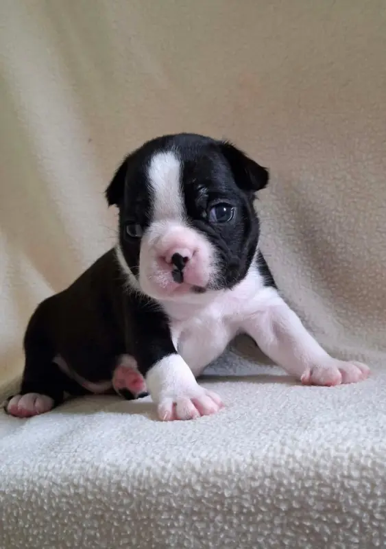 Portée de Boston terrier, élevage De l'Elite du Kevezer