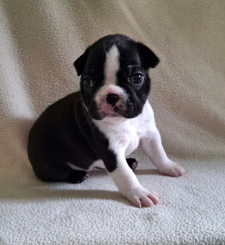 Portée de Boston terrier, élevage De l'Elite du Kevezer