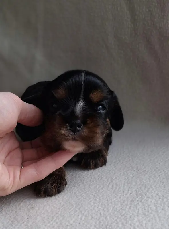 Portée de Cavalier King Charles, élevage De l'Elite du Kevezer