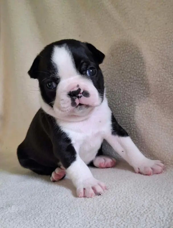 Chiot, Boston terrier, élevage De l'Elite du Kevezer
