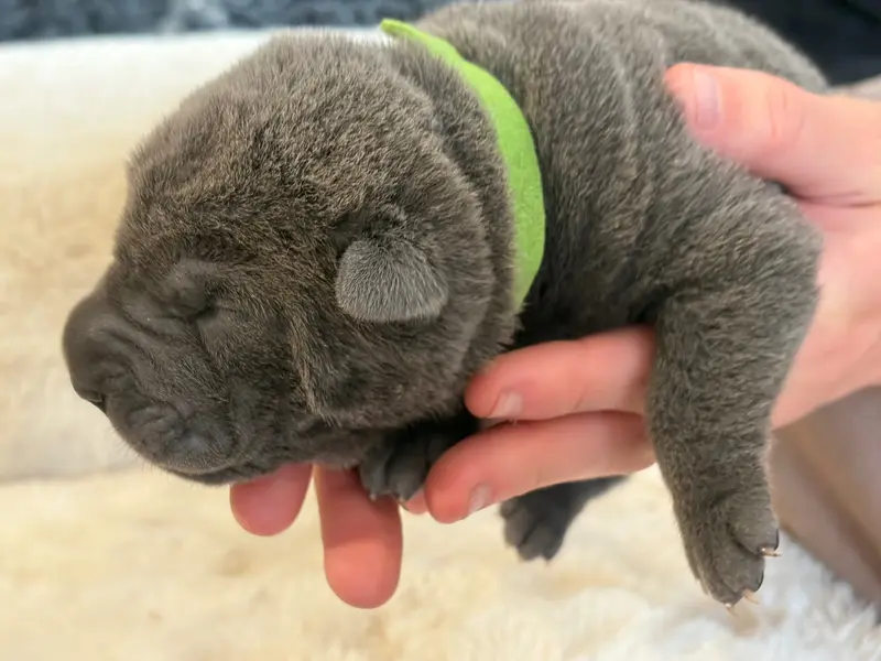 Chiot, Shar-pei, élevage Du Temple de Guan Yu