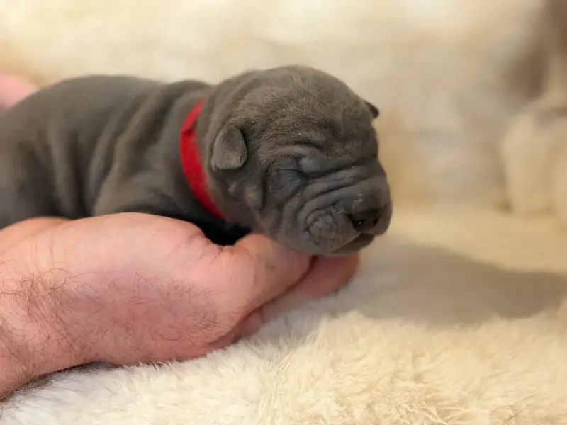 Chiot, Shar-pei, élevage Du Temple de Guan Yu