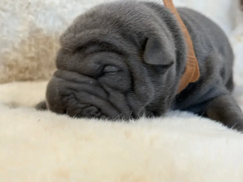 Chiot, Shar-pei, élevage Du Temple de Guan Yu