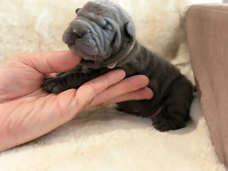 Chiot, Shar-pei, élevage Du Temple de Guan Yu