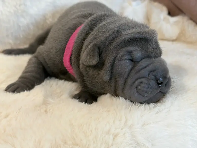 Chiot, Shar-pei, élevage Du Temple de Guan Yu