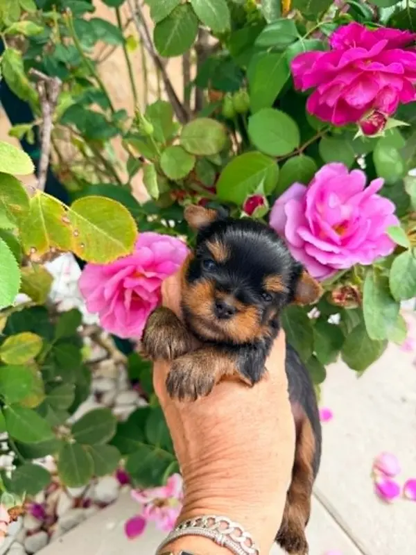 Portée de Yorkshire terrier, élevage Issu des Plus Beaux Joyaux