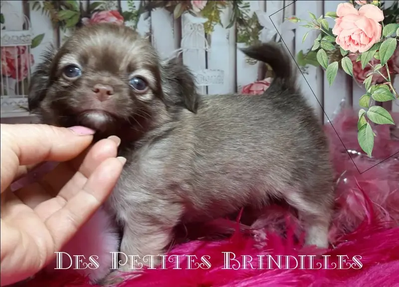 Photo de l'élevage Des Petites Brindilles