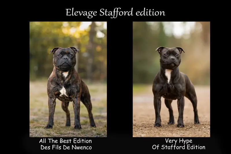 Photo de l'élevage Of Stafford Edition