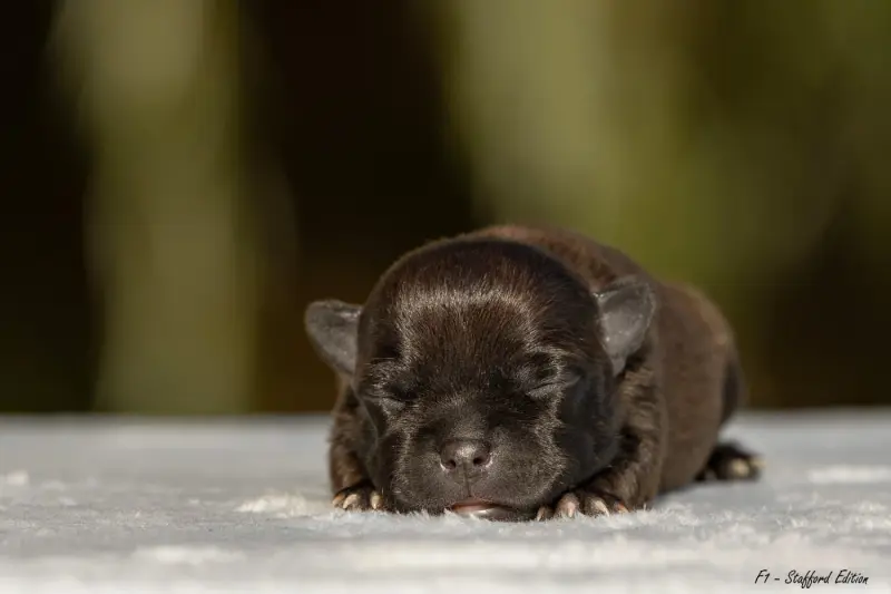 Chiot, Staffordshire bull terrier, élevage Of Stafford Edition