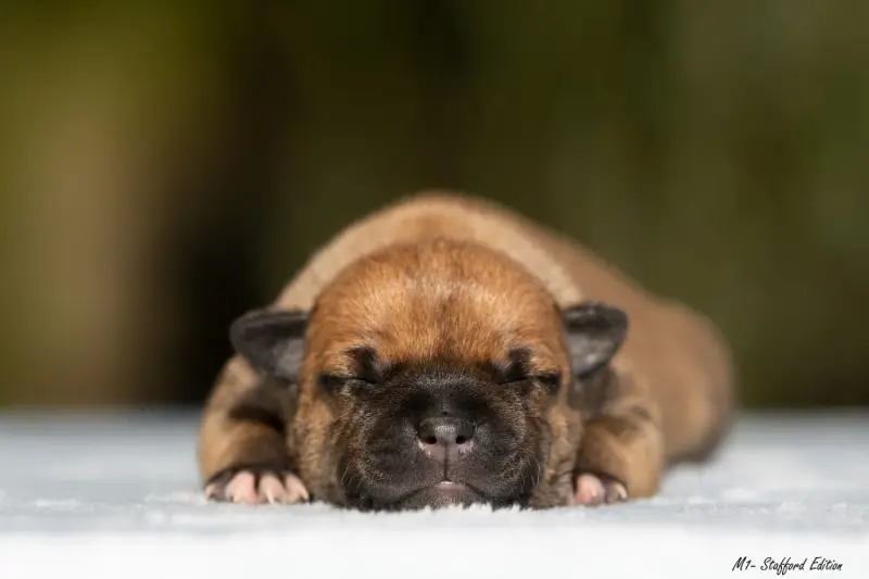 Chiot, Staffordshire bull terrier, élevage Of Stafford Edition