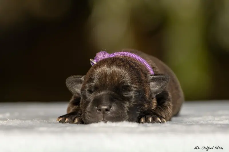 Chiot, Staffordshire bull terrier, élevage Of Stafford Edition