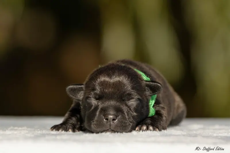 Chiot, Staffordshire bull terrier, élevage Of Stafford Edition