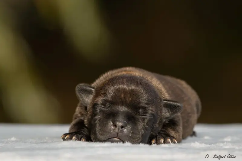 Chiot, Staffordshire bull terrier, élevage Of Stafford Edition